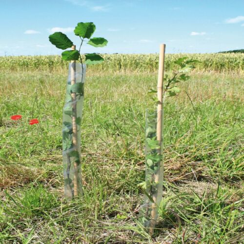 15 X Canes Rabbit Hedge Saplings Fence Stake Spiral Tree Guards 60cm x 38mm 